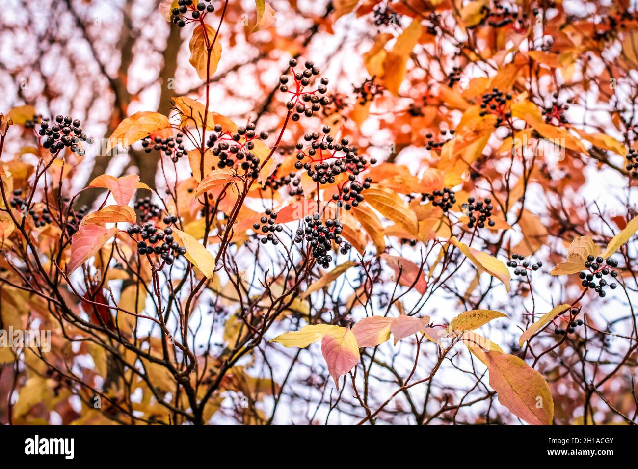 Herbst - Cluster von schwarzen Beeren und lila und braunen Blättern auf den Ästen von dekorativen Bäumen vor einem blauen Himmel Stockfoto