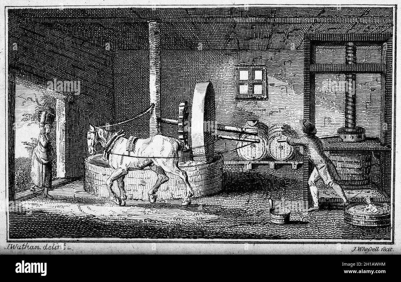 Gravur eines Pferdes, das das Rad dreht, um Äpfel in einer Apfelmühle zu zerdrücken. Stockfoto
