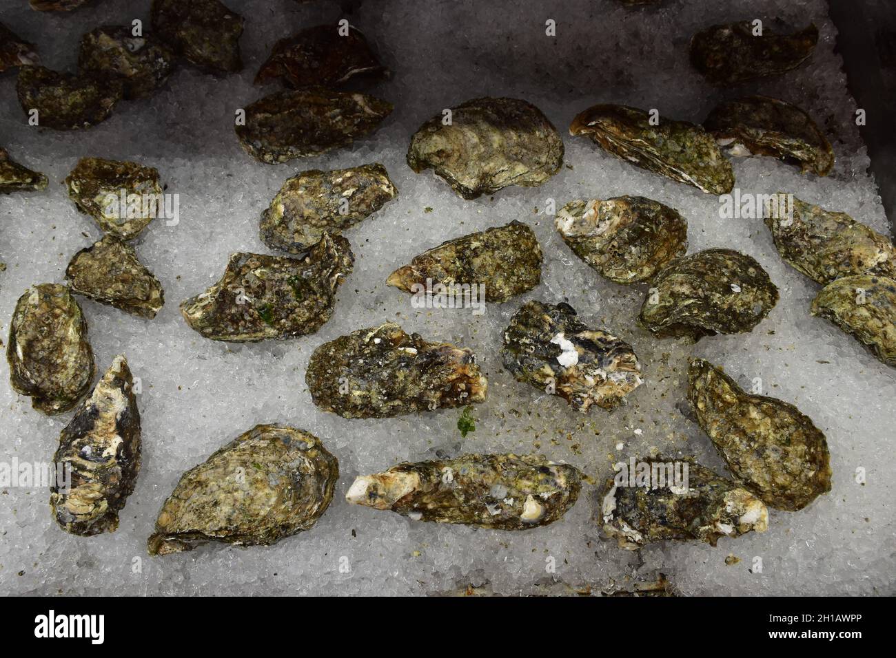 Frische Austern auf Eis im Laden von Oysterville Sea Farms, Willapa Bay, Long Beach Peninsula, Washington State, USA Stockfoto