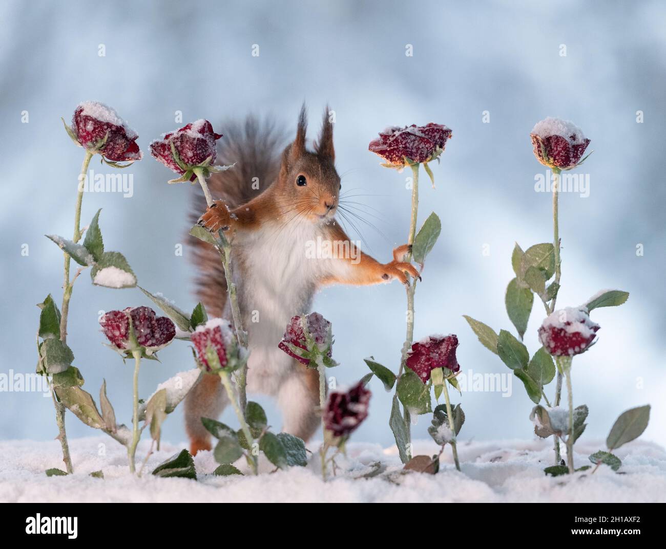 Eekhoorn; Red Squirrel; Sciurus vulgaris steht zwischen Rosen und blickt auf den Betrachter Stockfoto