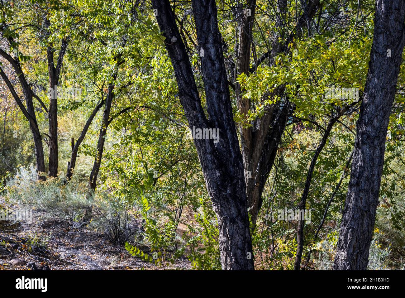 Bäume auf dem Santa Fe Greenbelt Stockfoto