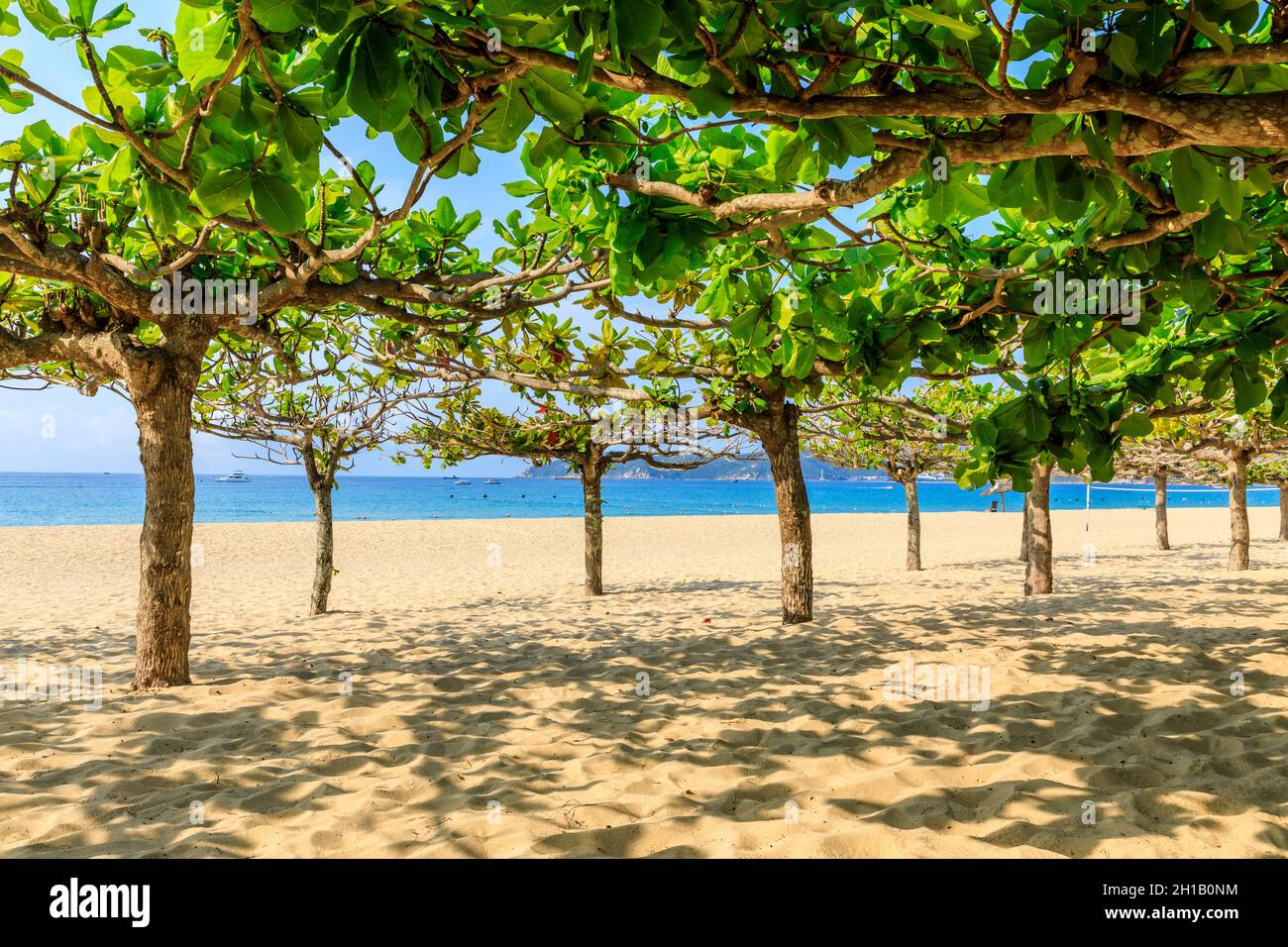 Grüner Baum am Strand am Meer. Stockfoto
