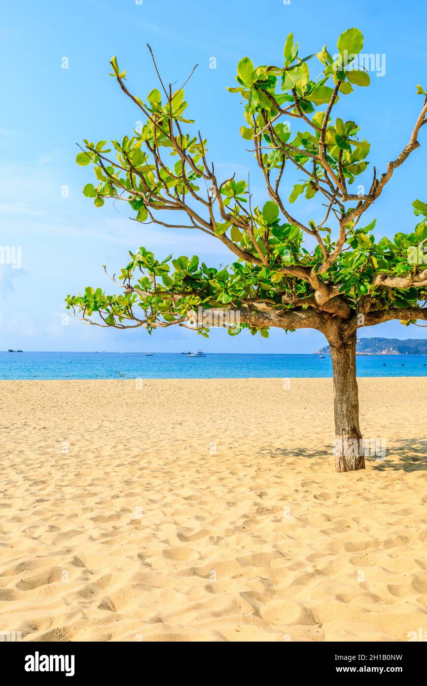 Grüner Baum am Strand am Meer. Stockfoto