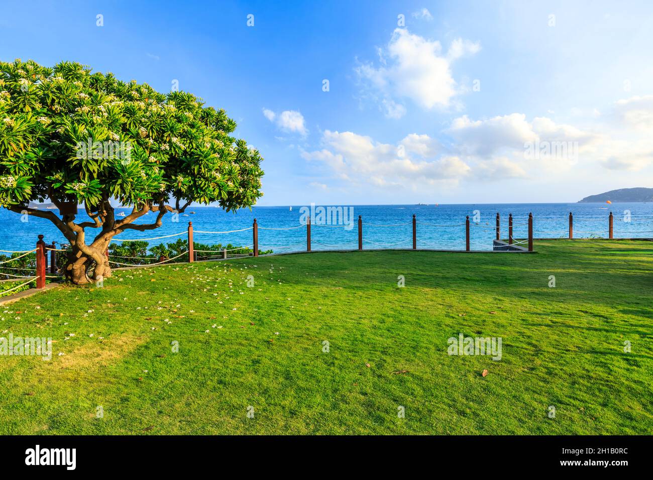 Grüner Baum und Gras am blauen Meer. Stockfoto