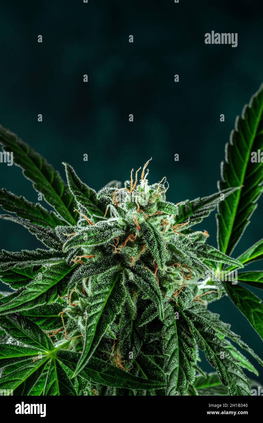 Gewachsene Marihuanapflanze in Blüte mit einem Platz für Text. Anbau von Cannabis für medizinische Zwecke Stockfoto