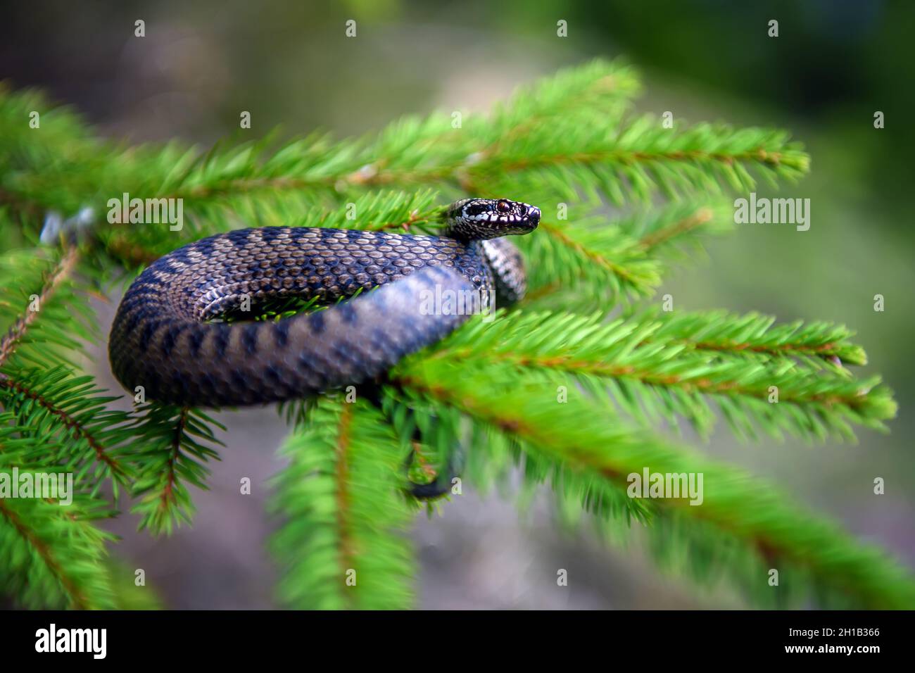 Nahaufnahme Schlange giftige Viper im Sommer auf Ast des Baumes. Vipera berus Stockfoto