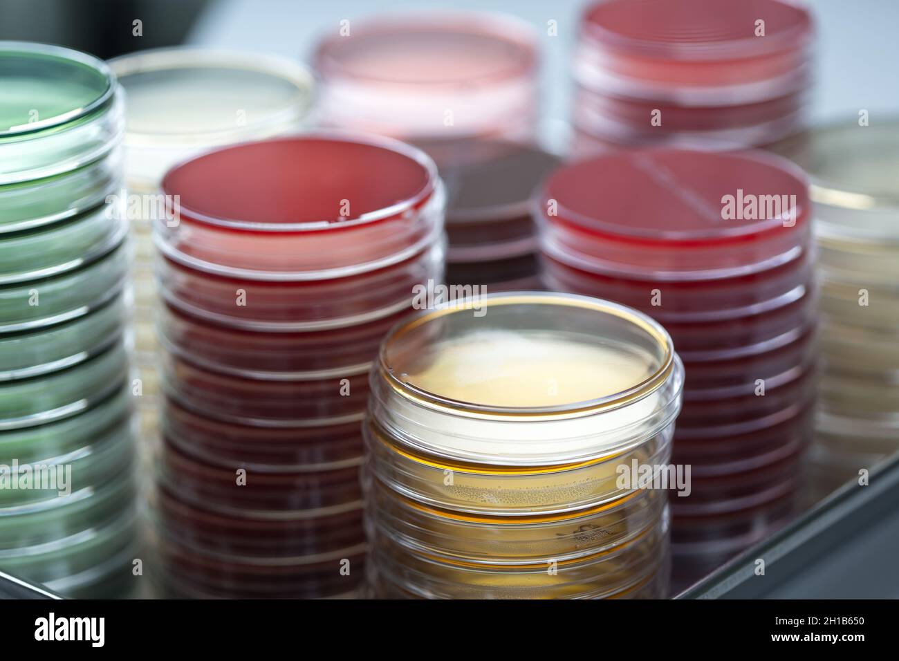 Rote und gelbe Petrischalen stapeln sich im Mikrobiologielabor auf dem Hintergrund des Bakteriologielabors. Stockfoto