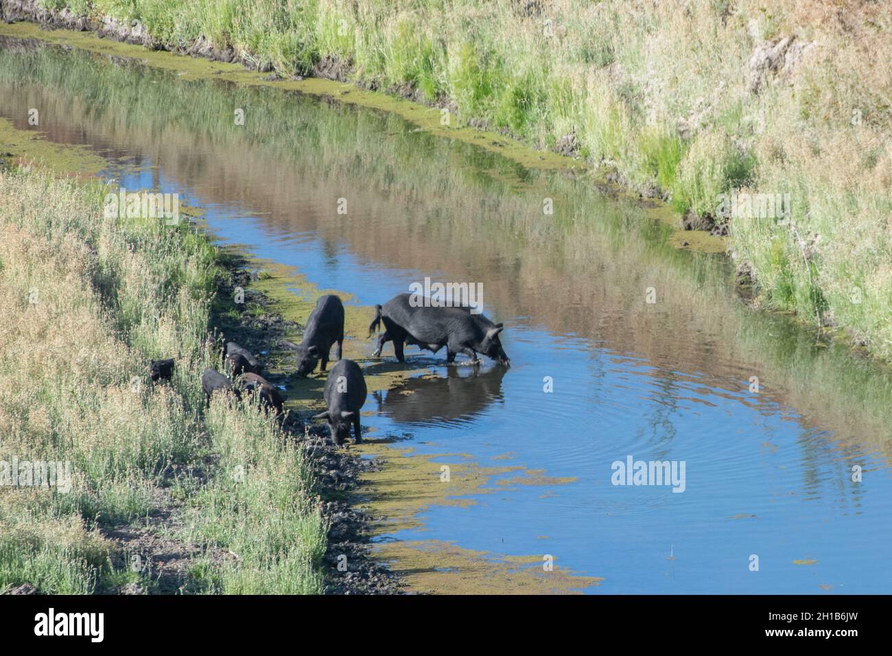 Feralschweine (Sus scrofa), die in der East Bay von Kalifornien einen kleinen Bach umherströmen, stellen ein großes ökologisches Problem dar. Stockfoto