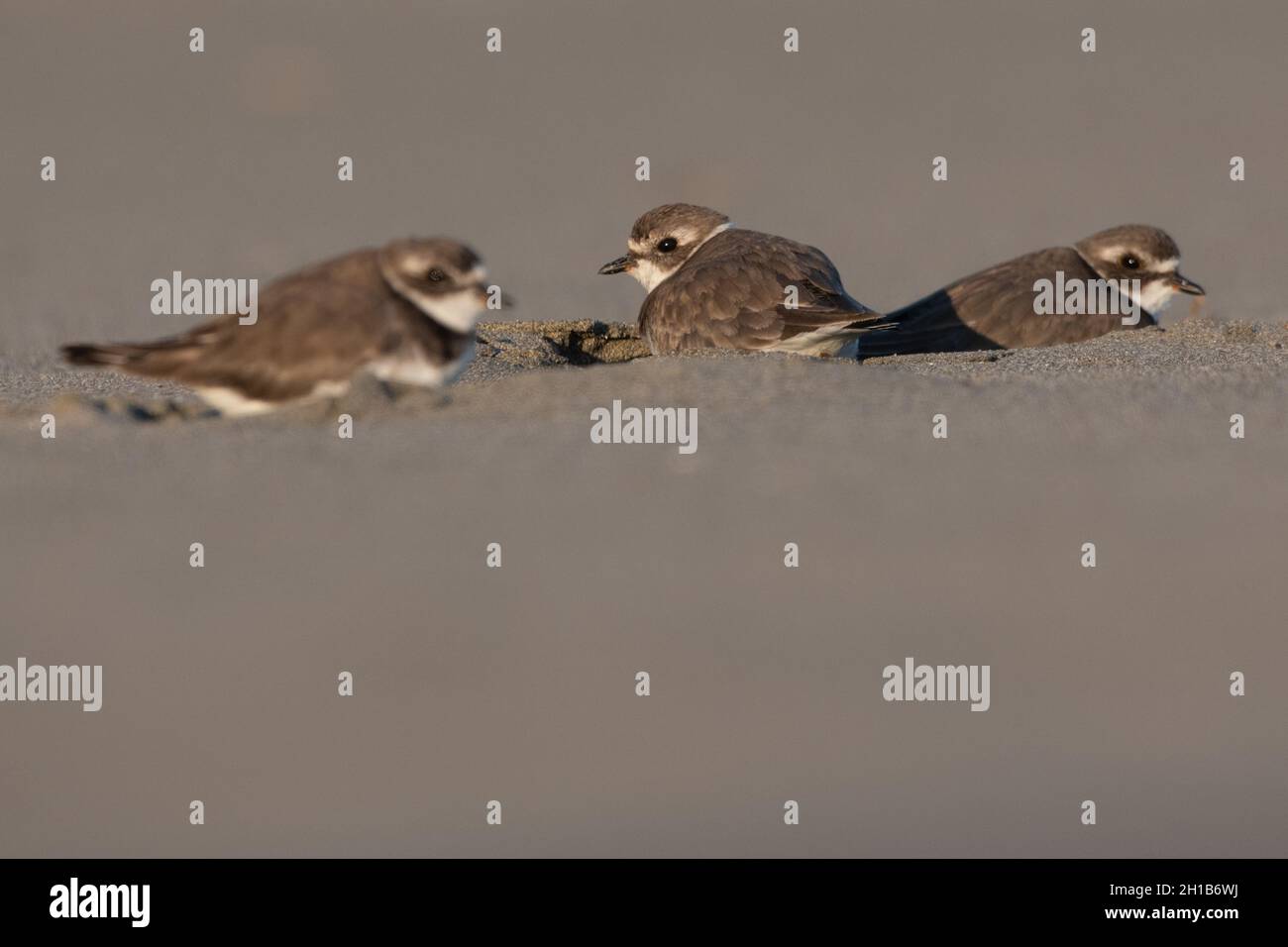 Semipalmated Plover (Charadrius semipalmatus), ein kleiner Zugvögel am Strand in Point Reyes National Seashore in Kalifornien. Stockfoto