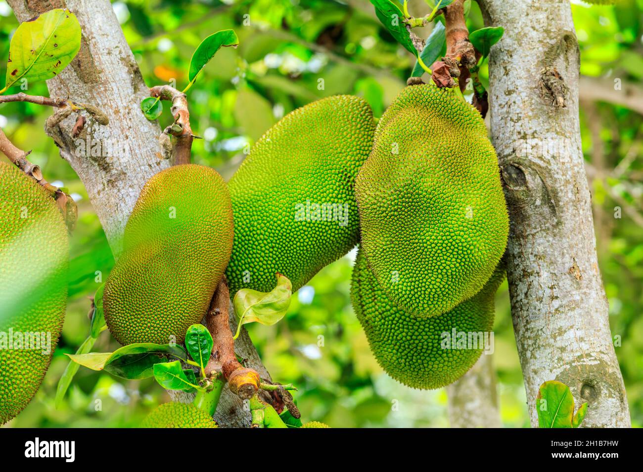 Köstliche Jackfrucht-Früchte wachsen auf dem Baum. Stockfoto