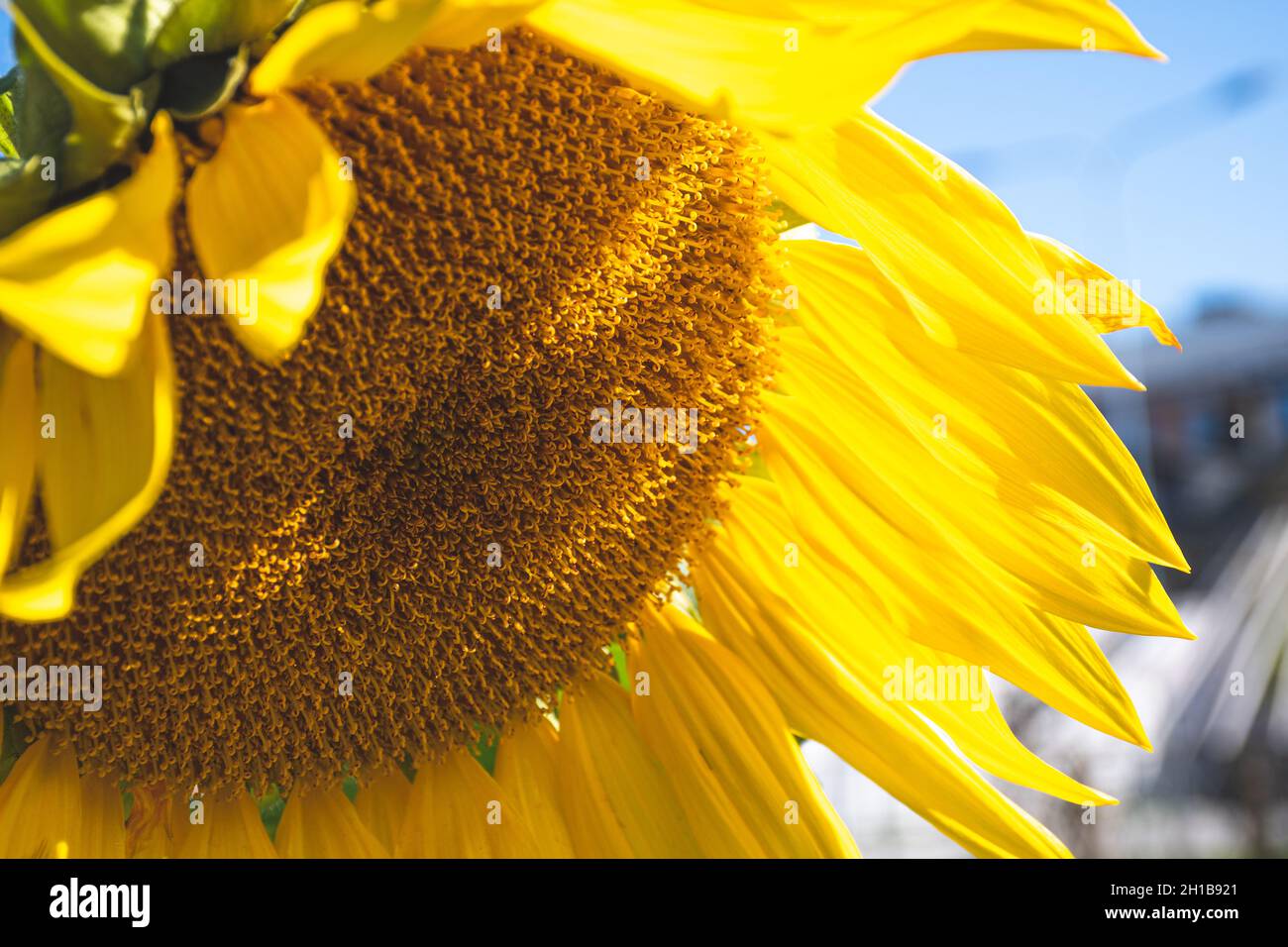 Schöne Sonnenblume mit blauem Himmel Hintergrund, Nahaufnahme Stockfoto