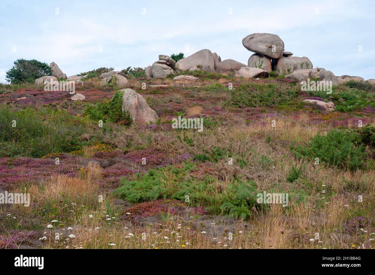 Wilde Flora auf dem Küstenpfad GR34 entlang der Küste von Pink Granite (Cote de Granit Rose), Pors Rolland, Ploumanac’h, Cotes d'Armor (22), Bretagne Stockfoto