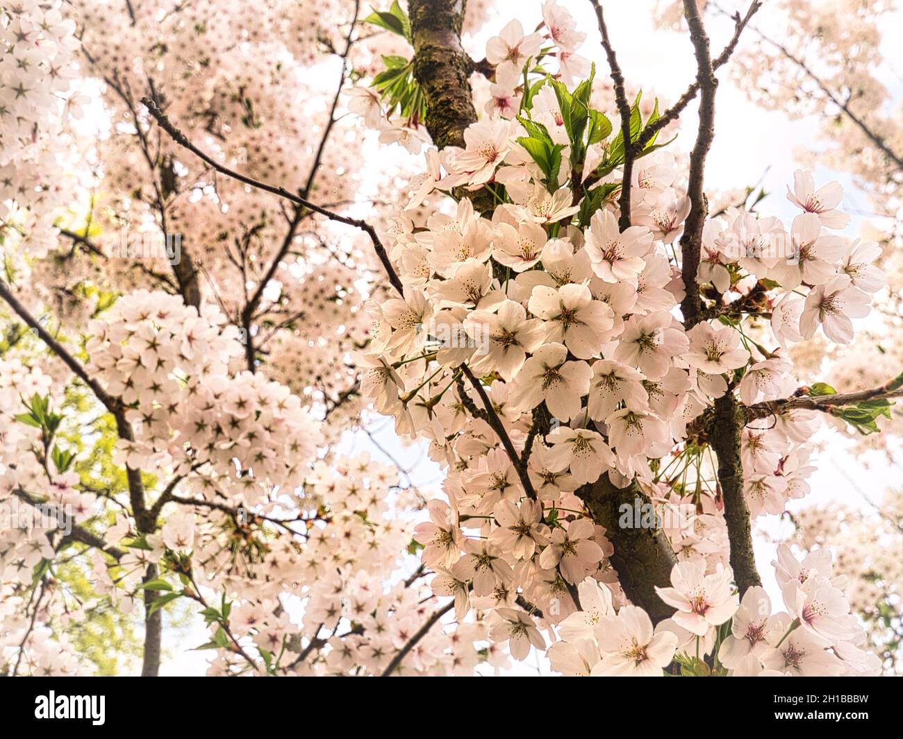Kirschblüten im britzer Garten in Berlin. Im Frühling blühen diese wunderschön aussehenden Blumen in voller Pracht Stockfoto