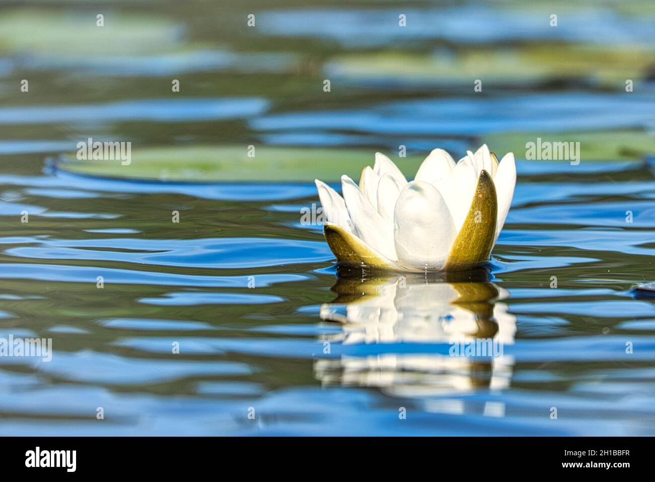 Weiße Seerose auf einem schwedischen See. Hier hat jeder See diese schönen Blumen. Stockfoto