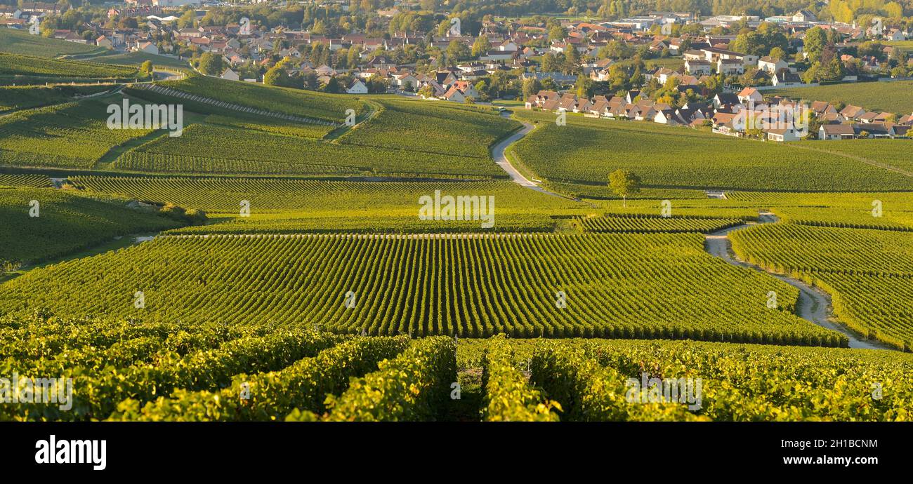 FRANKREICH, MARNE (51) COTEAUX CHAMPENNOIS PREMIER CRU VINEYARDS Stockfoto