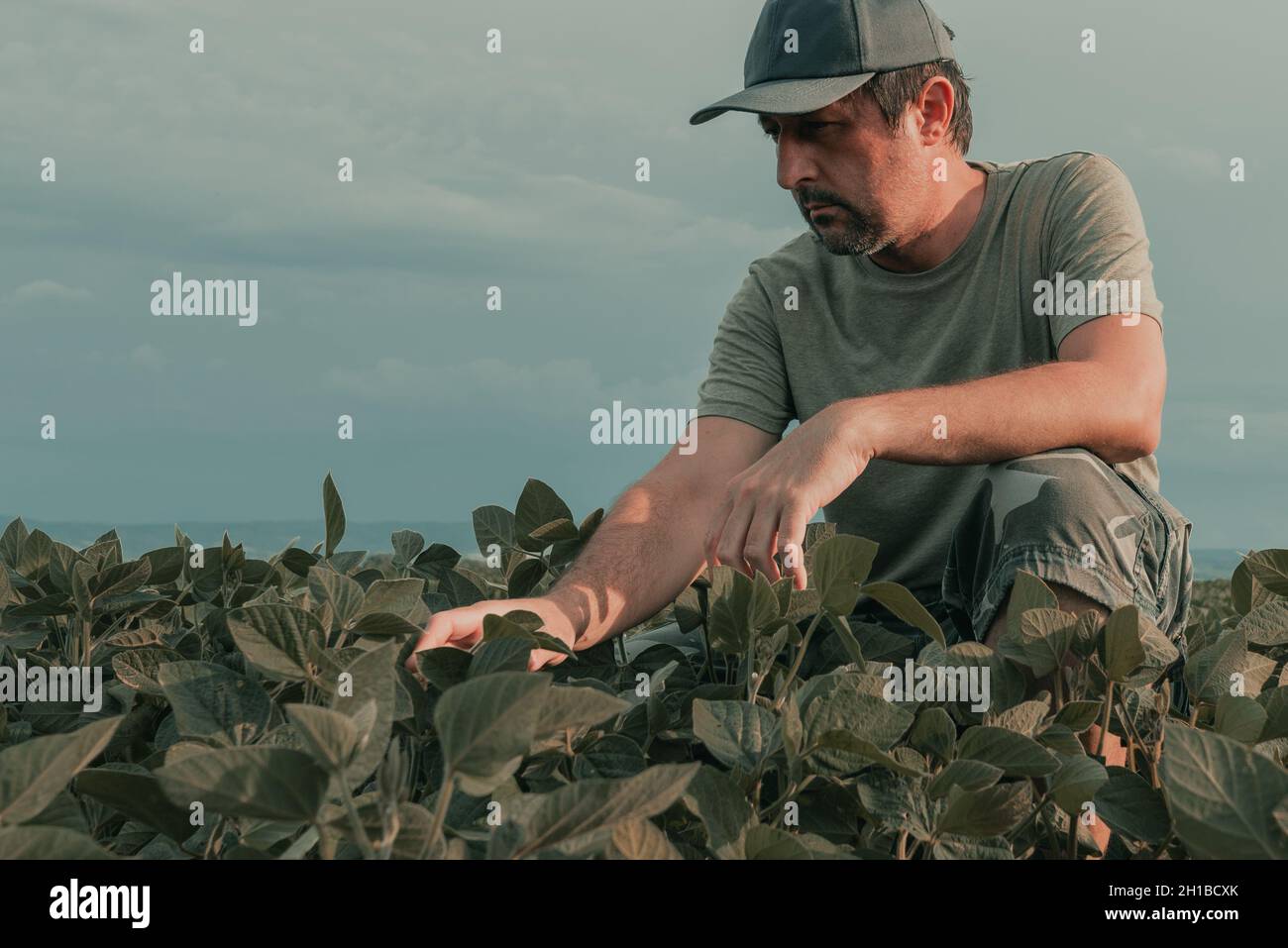 Ernst besorgter Agrarfarmer, der die Entwicklung von grünen Sojabohnenpflanzen auf Plantagenfeldern untersucht, selektiver Fokus Stockfoto