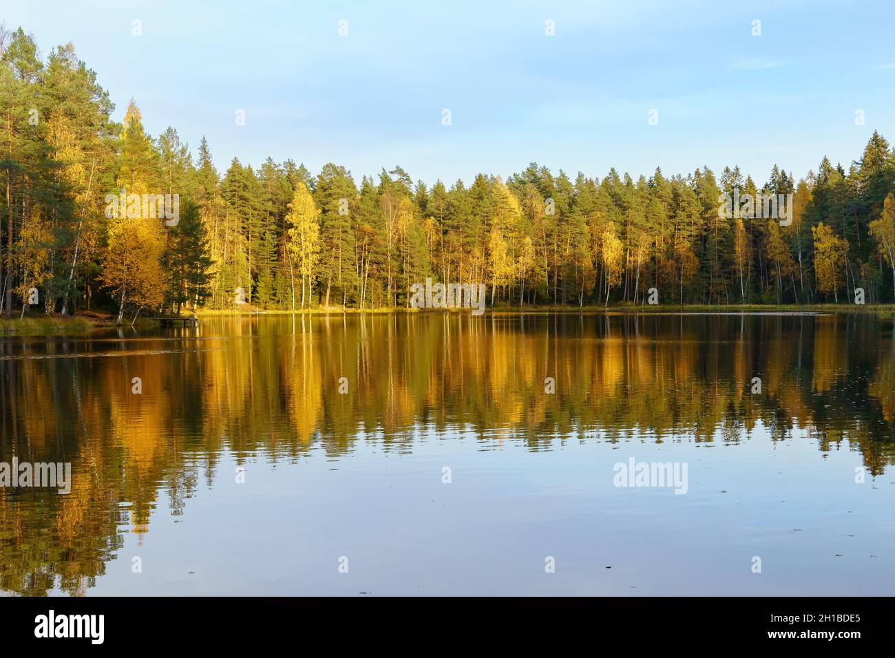 Herbstansicht mit Waldsee bei Sonnenuntergang. Gelbe Bäume und klarer blauer Himmel spiegeln sich in stillem Wasser Stockfoto