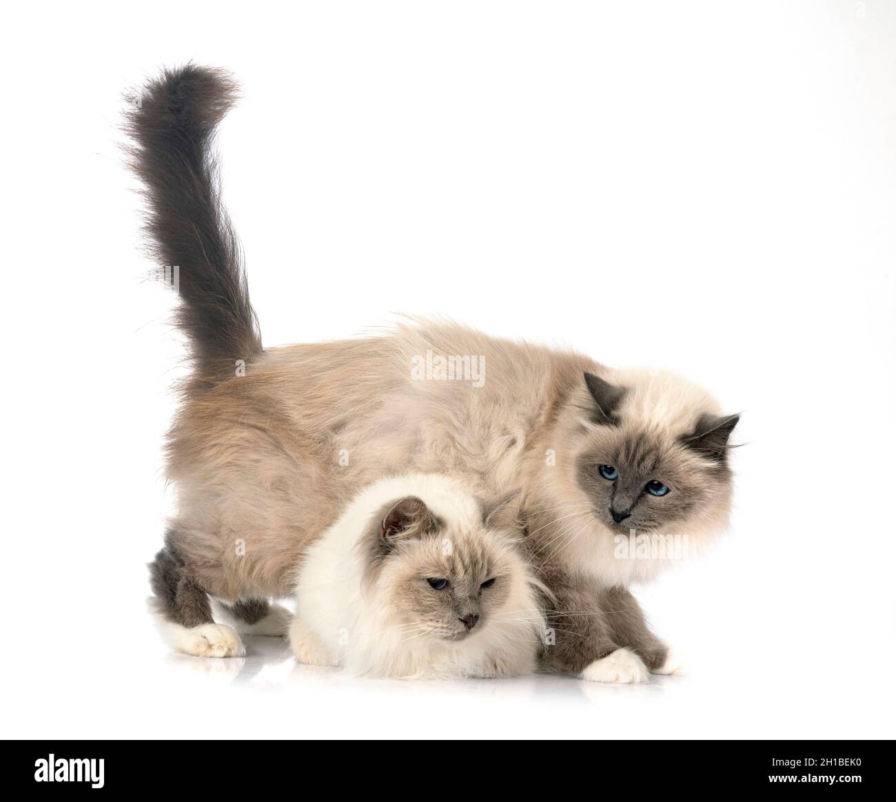 birman Katzen vor weißem Hintergrund Stockfoto