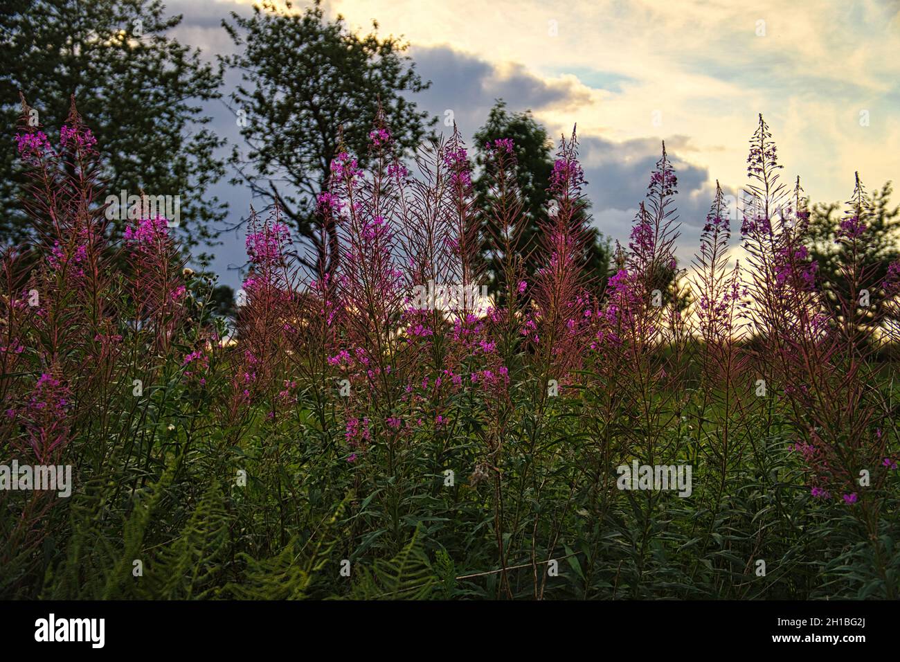 Eine Blumenwiese im kleinen Schweden. Die Felder sind von Steinen begrenzt. Ein Ort, an dem man die Natur in erhöhtem Weiß genießen kann Stockfoto