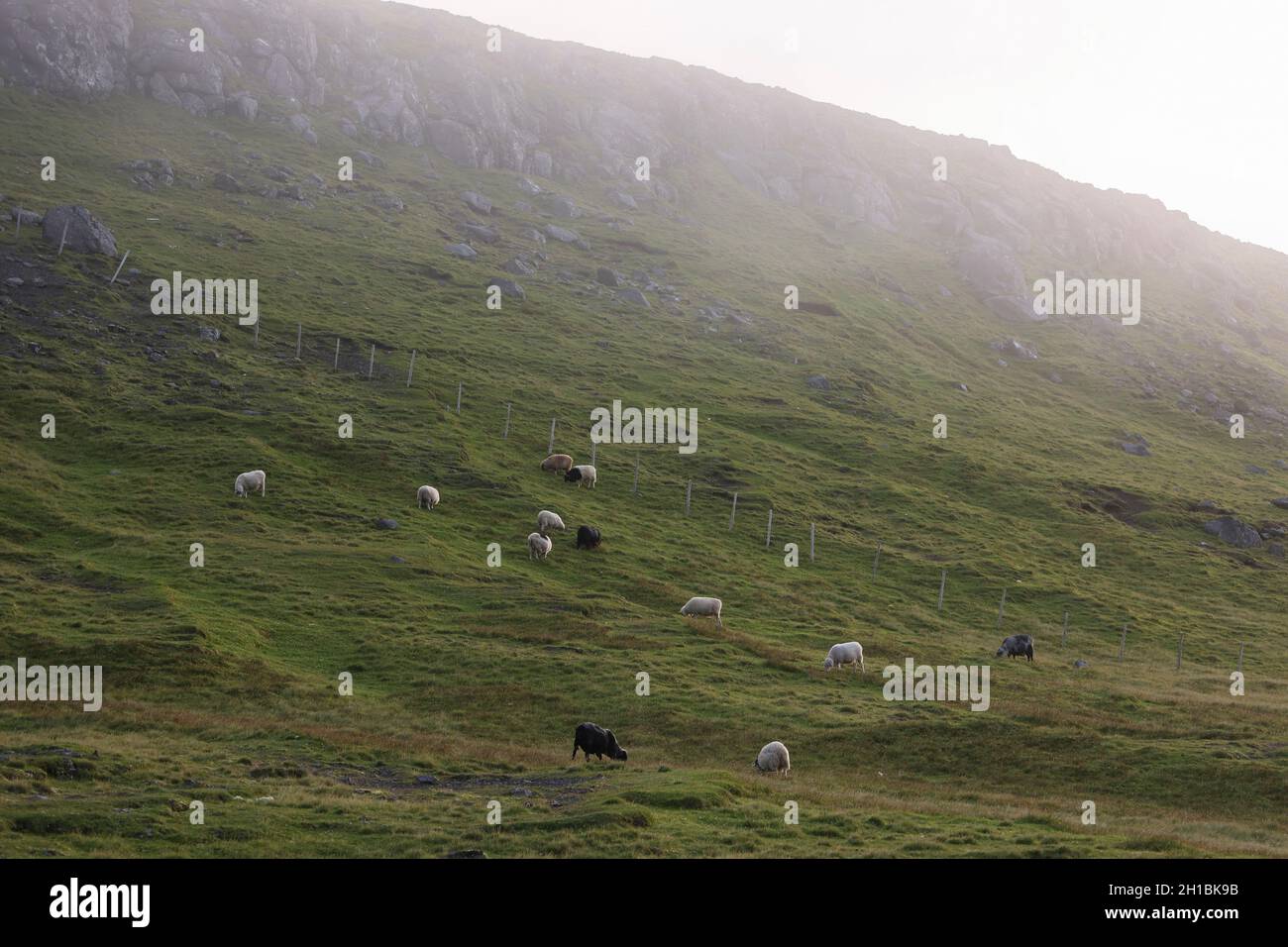 Schafe weiden im frühen Morgennebel auf Slaetteratindur Berg, Eysturoy, Färöer Inseln, Skandinavien, Europa. Stockfoto