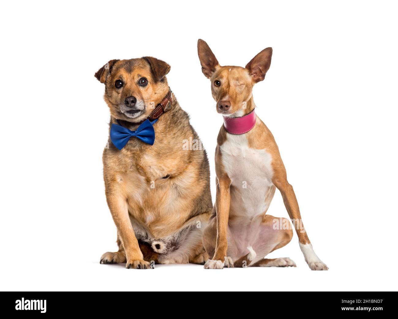 Einäugige Blinde und ein Amputeenkreuzhund sitzen zusammen, isoliert auf Weiß Stockfoto