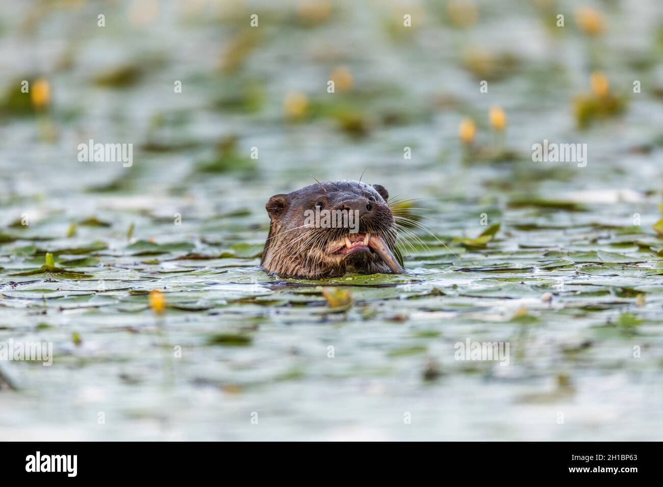 Otter; Lutra lutra; Essen eines Fisches; Großbritannien Stockfoto