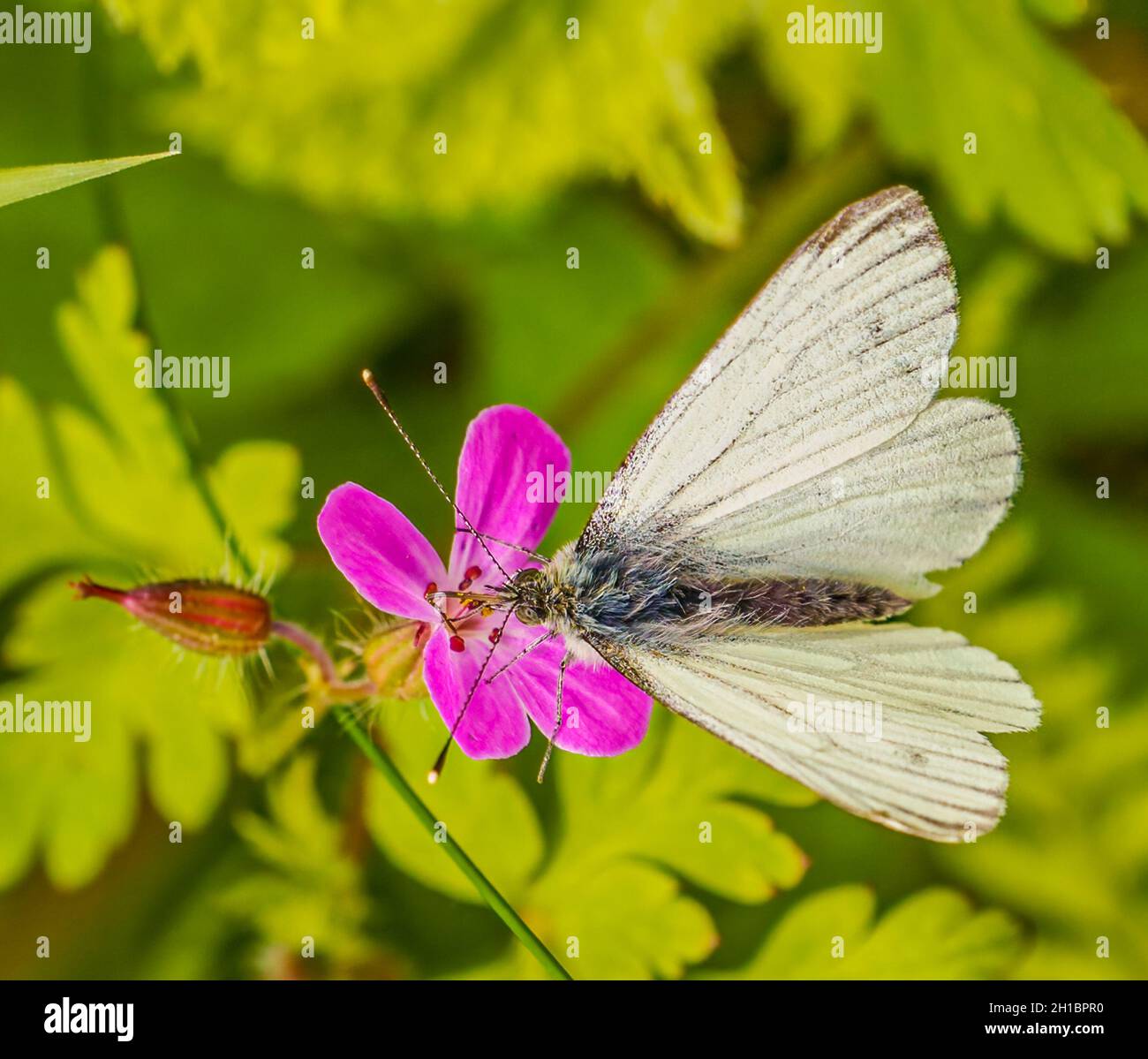 Die Fütterung von grünen weißen Schmetterlingen Stockfoto