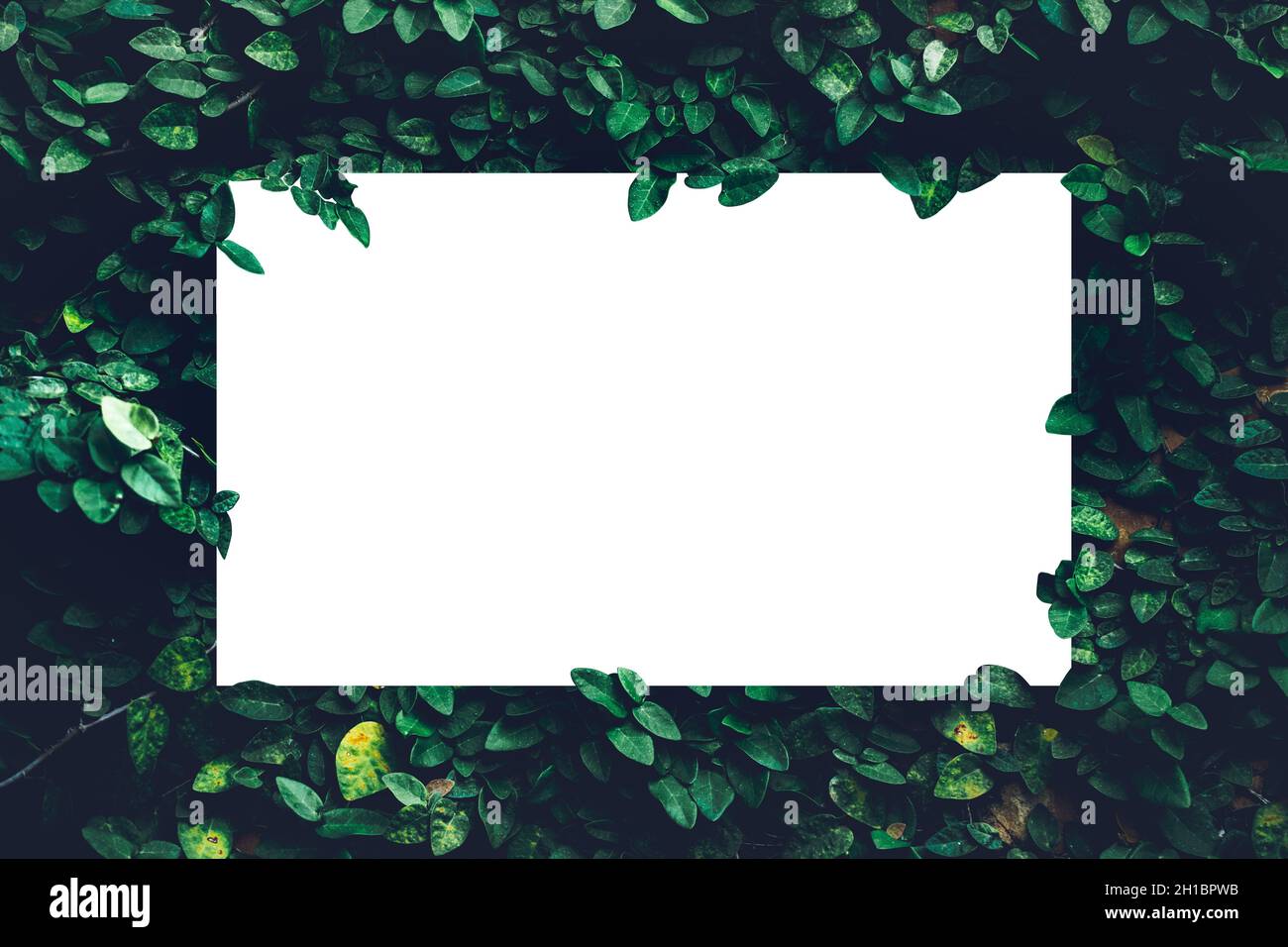 Grüne Blätter natürliche Textur Pflanzen Hintergrund, schöne kleine grüne Blatt Wand und Natur flach Lay Konzept mit weißem Papier Note Rahmen Hintergrund Stockfoto