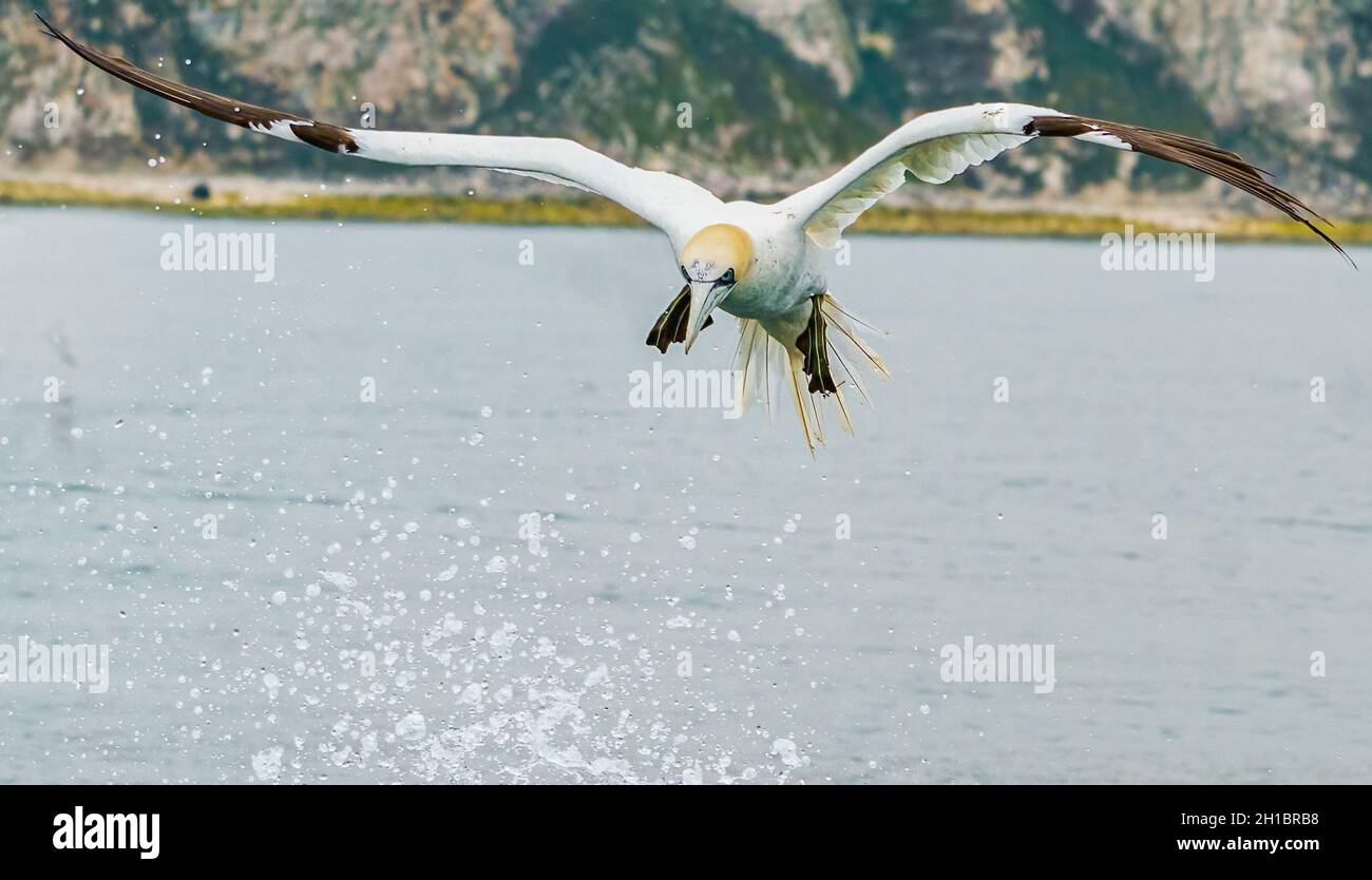 Der nördliche Gannet im Flug Stockfoto