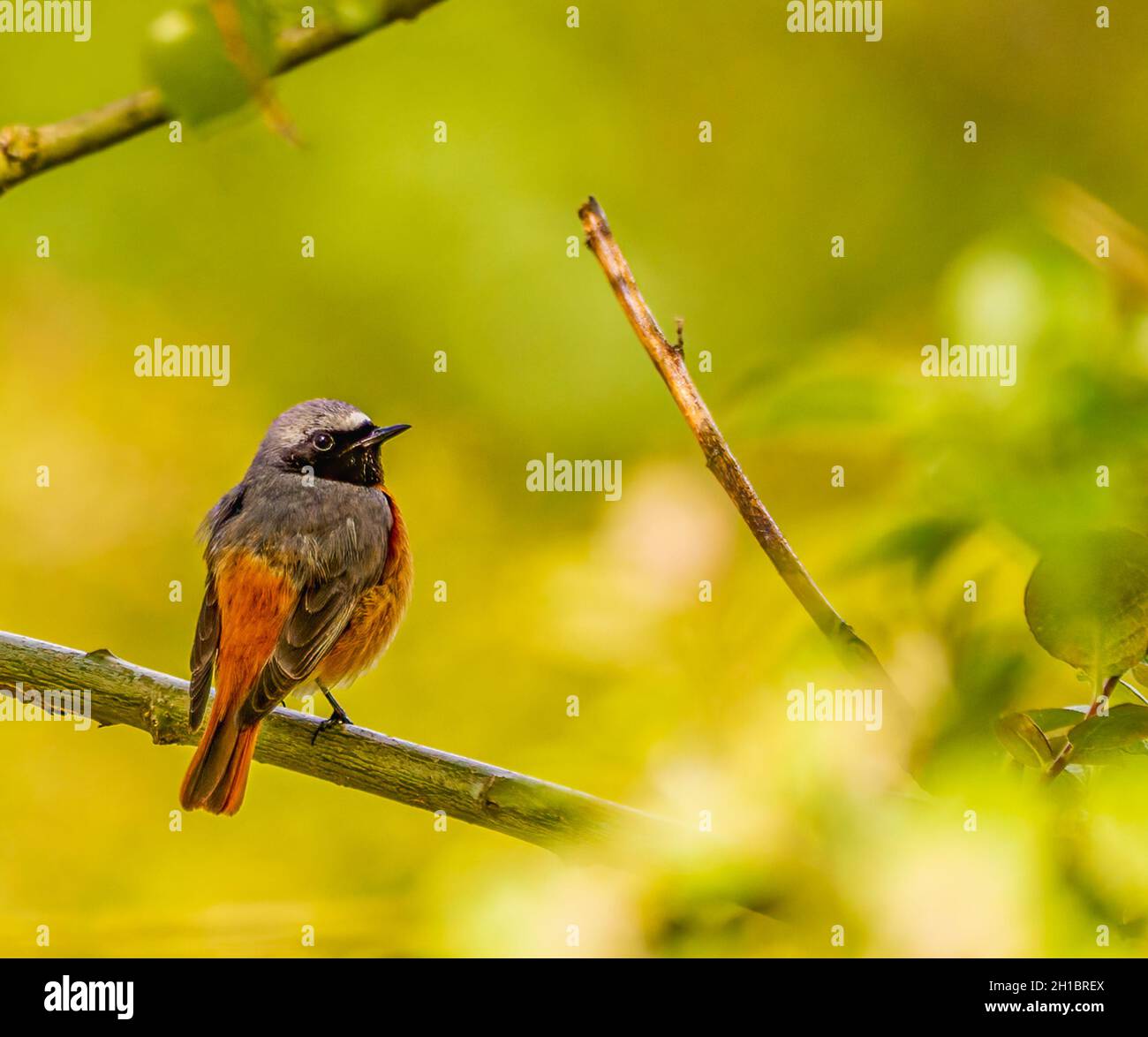 Der schöne Redstart in Ruhe in Cotswolds Stockfoto