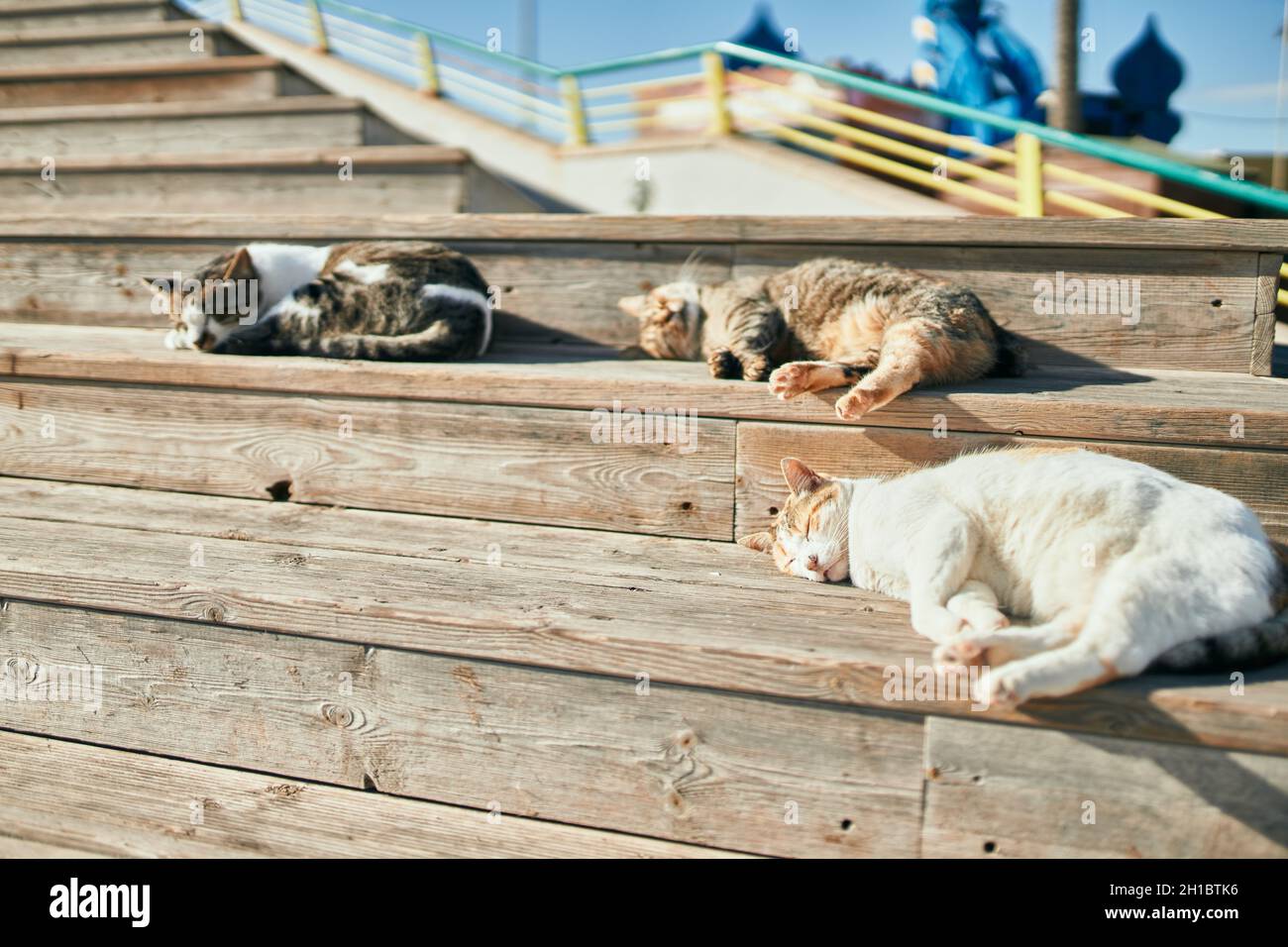 Gruppe streunender Katzen, die an einem sonnigen Tag im Freien schlafen. Gemeinsam sonnenbaden, müde ein Nickerchen machen und auf dem Boden liegen Stockfoto