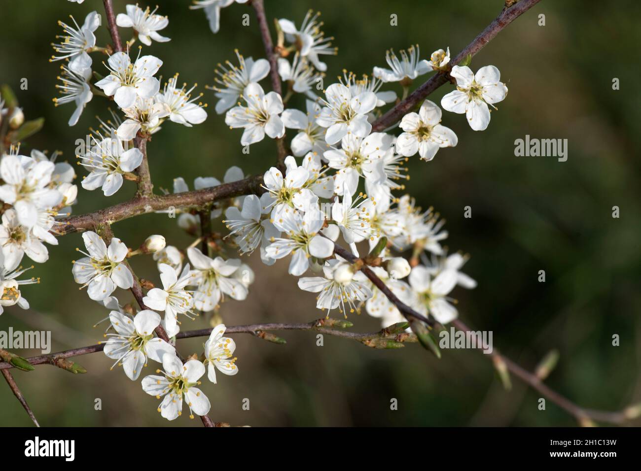 Schlehdorn oder Schlehe (Prunus spinosa) weiße Rosaceae blüht auf blattlosen Ästen im frühen Frühjahr, in der Stadt, im April Stockfoto