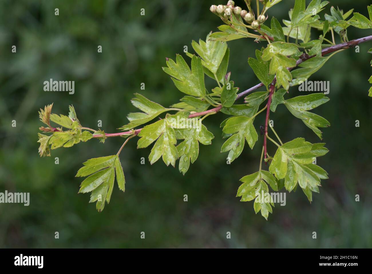 Junge gelappte Blätter von Weißdorn oder May (Crataegus monogyna) in einer Frühlingshedgerow mit Blütenknospen, die sich bilden, in der Grafschaft Bekshire, Mai Stockfoto