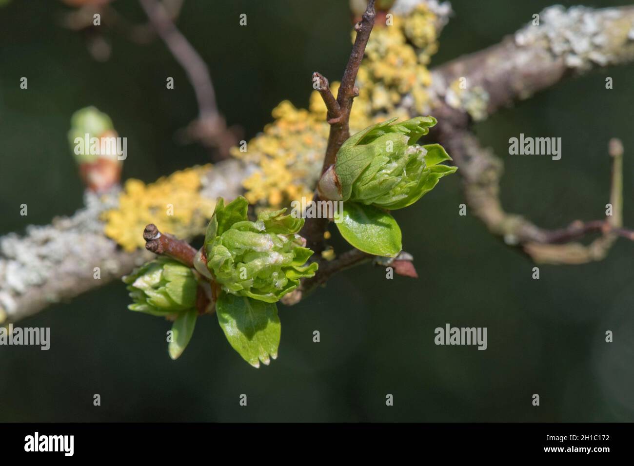 Blattknospen von Weißdorn oder May (Crataegus monogyna) im Frühjahr auf Holz eines alten Heckenbusches mit Flechten, berkshire, Ingland, UK, März Stockfoto