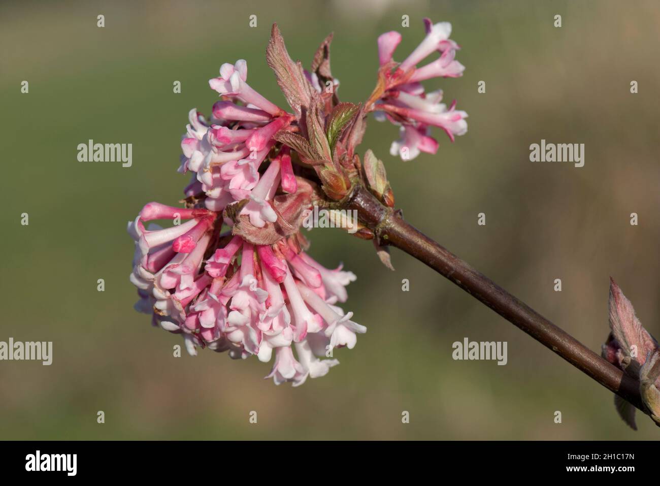 Rosafarbene Frühlingsblumen von Viburnum x Bodnantense ein ornamentaler Gartenstrauch, der im Winter blüht, im März in der Grafschaft Bekshire Stockfoto