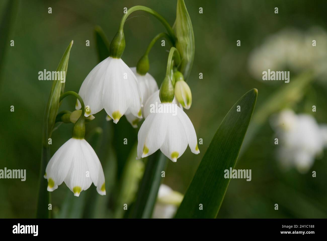 Eine Dolde von Blumen der Sommerschneeflocke oder Loddon Lilie (Leucojum aestivum) mit sechs weißen Kelchblättern mit je einer grünen Markierung an der Spitze, im April, in der Stadt, im April Stockfoto