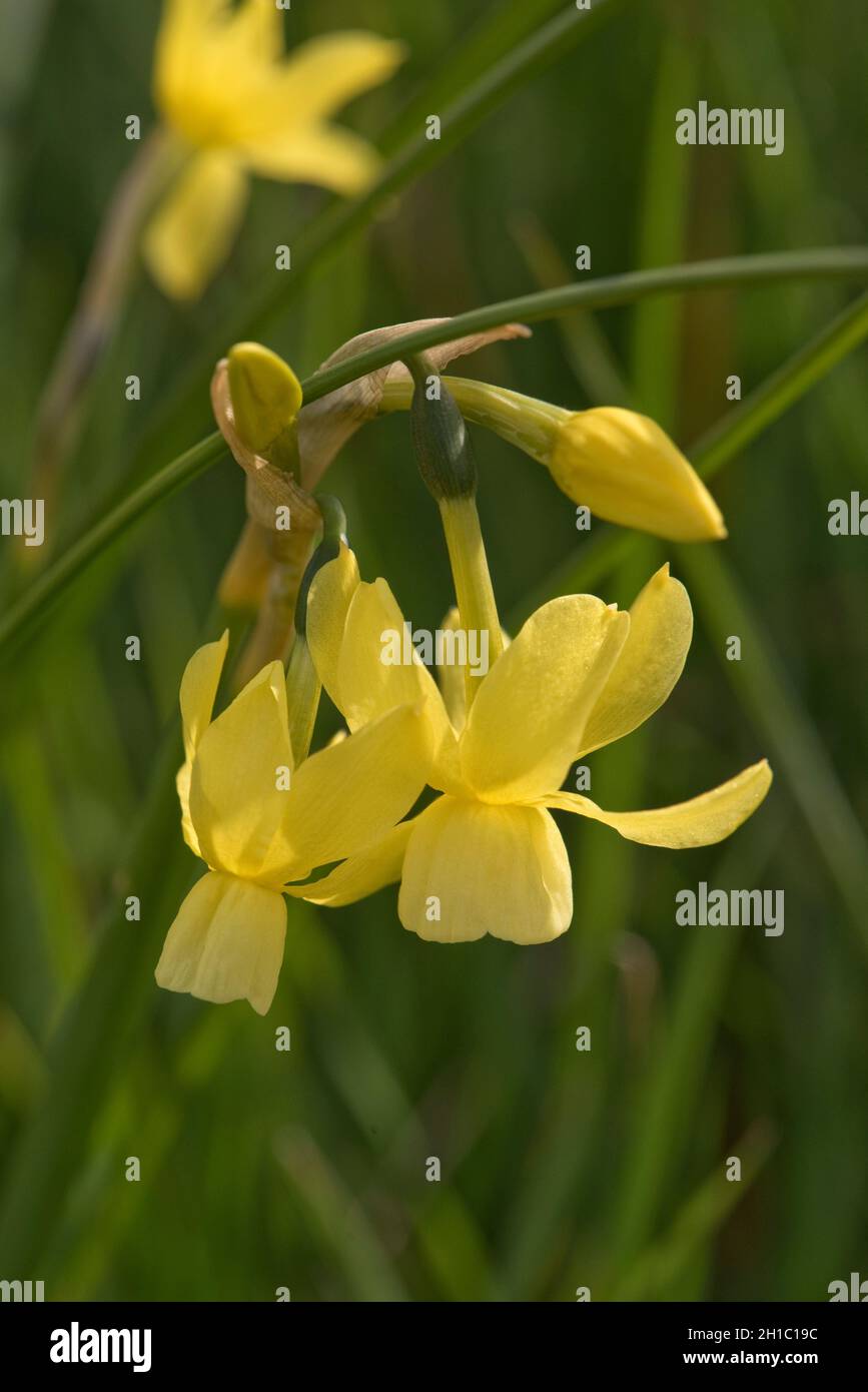 Blassgelbe hängende, nickende Blüten auf einem einzigen Stamm einer Miniatur-Narzisse Narcissus 'Hawera', offen und im Blütenknödel, in der Nähe von Buds, im April Stockfoto