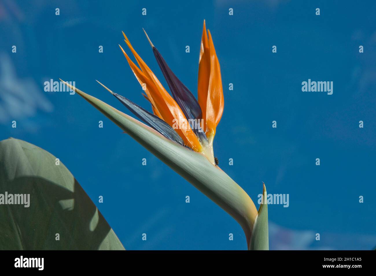 Paradiesvögel- oder Kranichblüte (Strelitzia reginae) Wintergartenblühende Pflanze mit leuchtend orangefarbenen Kelchblättern und purpurnen Blütenblättern, die aus dem Spatz hervorgehen Stockfoto