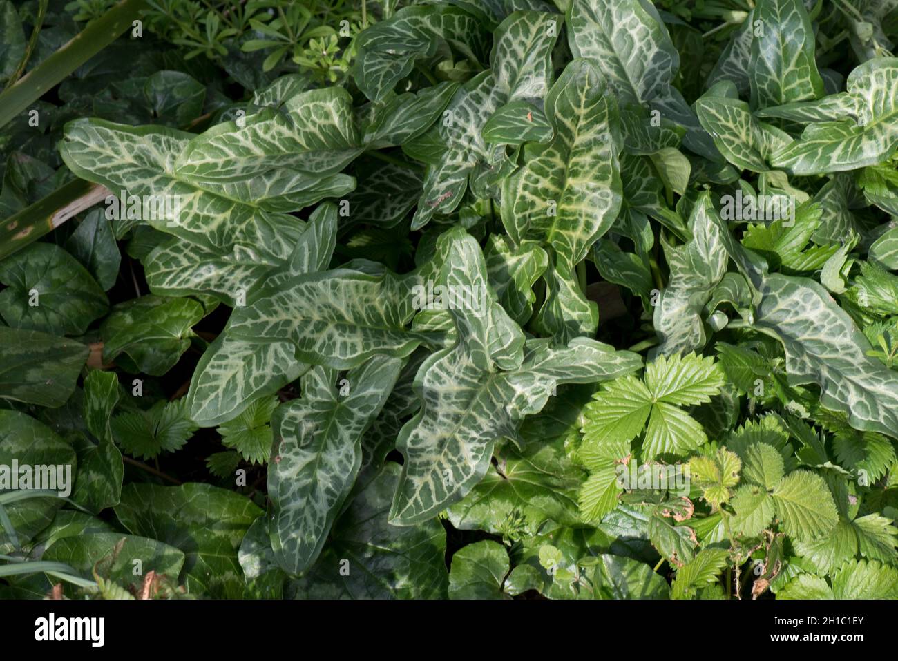 Italienische Arum oder italienische Herren und Damen (Arum italicum) Blätter in einem schattigen Gartenbereich im Frühjahr, in der Stadt, im April Stockfoto