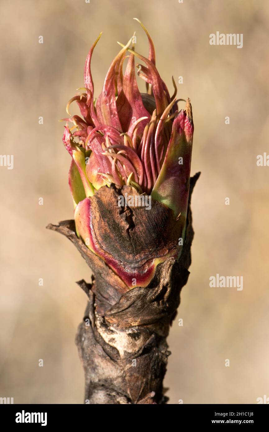 Blätter und Blütenknospen, die aus dem holzigen, aufrechten Stamm einer Ludlow-Baumstammpeonie (Paeonia ludlowii) hervorgehen, im März, in der Grafschaft Bekshire Stockfoto