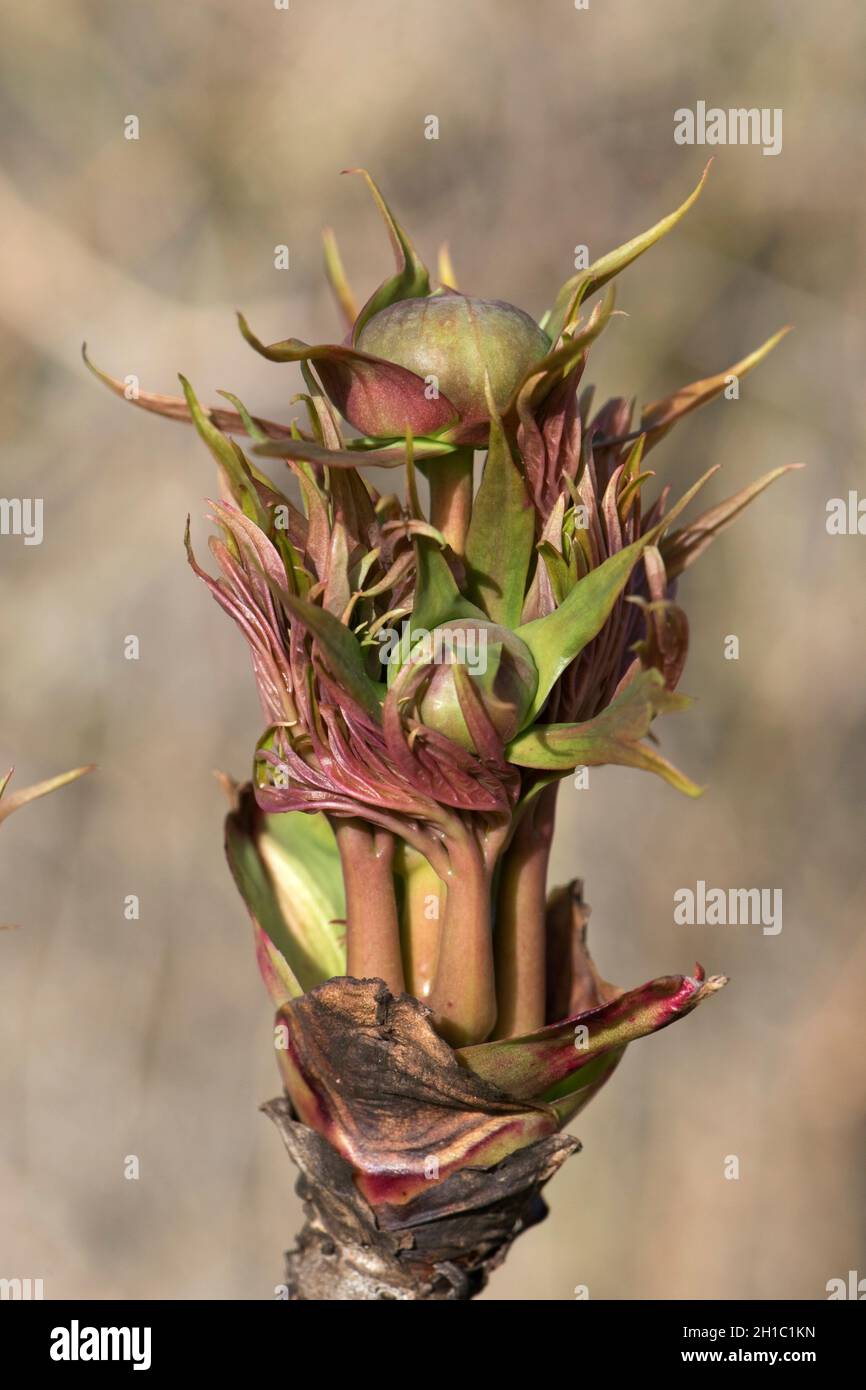 Blätter und Blütenknospen, die aus dem holzigen, aufrechten Stamm einer Ludlow-Baumstammpeonie (Paeonia ludlowii) hervorgehen, im März, in der Grafschaft Bekshire Stockfoto