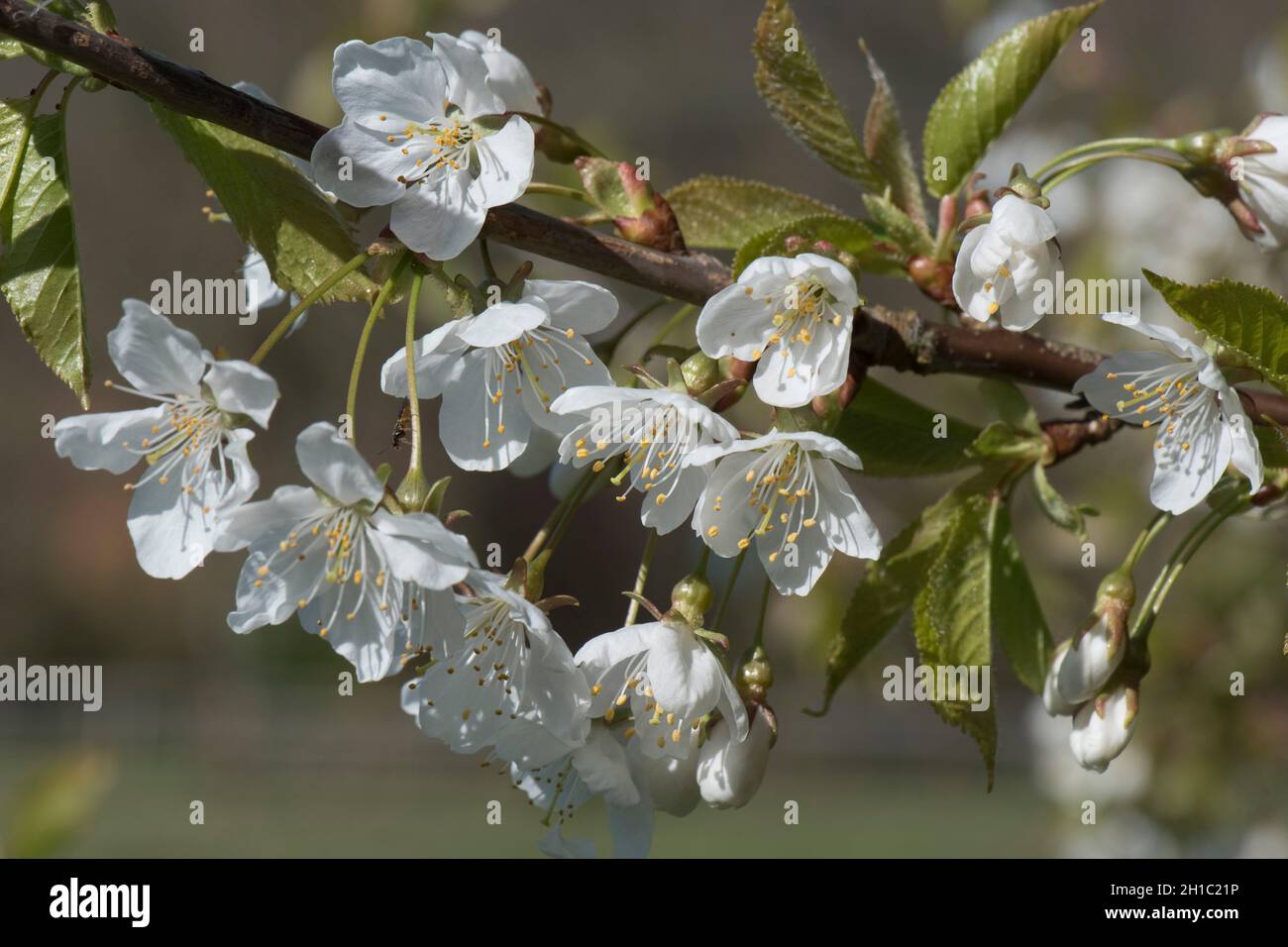 Essbare Kirsche (Prunus spp.), weiße Blüten mit markanten Staubgefäßen und Anthern unter jungen grünen Blättern, die sich im Frühjahr bilden, im April in der Grafschaft Bekshire Stockfoto