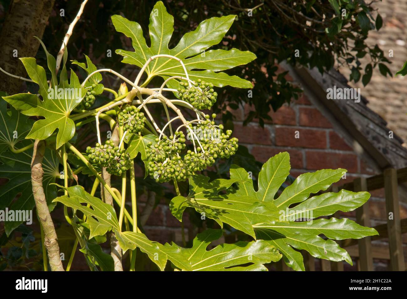 Falsche Rizinusölpflanze (Fatsia japonica), glänzend grüne, palmately gelappte Blätter und unreife grüne Obsthaufen, Bekshire, April Stockfoto