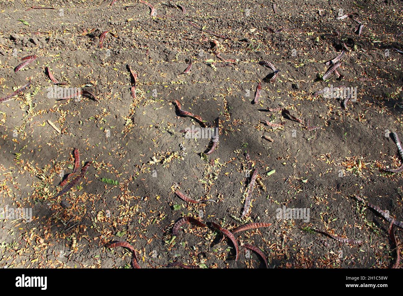 Akazienschoten auf dem Boden im Herbst im Herbst Stockfoto