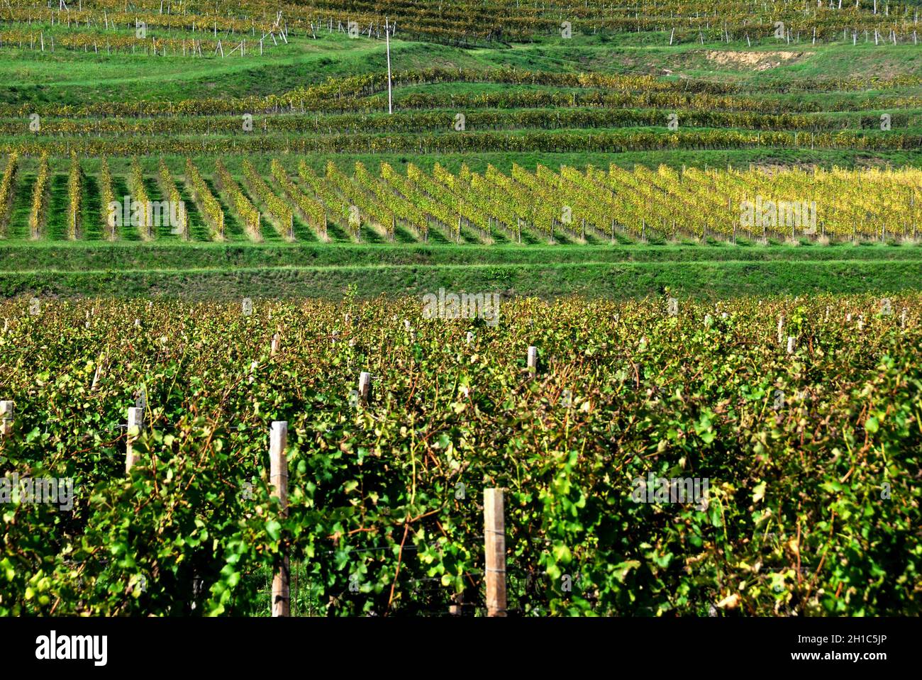 Friaul Julisch Venetien, Italien. Die Gorizia-Hügel (italienisch: Collio  Goriziano oder Collio; slowenisch: Goriška brda oder Brda; friaulisch:  Cuei) sind eine hügelige Mikroregion im Westen Sloweniens und im Nordosten  Italiens. Auf dem Foto