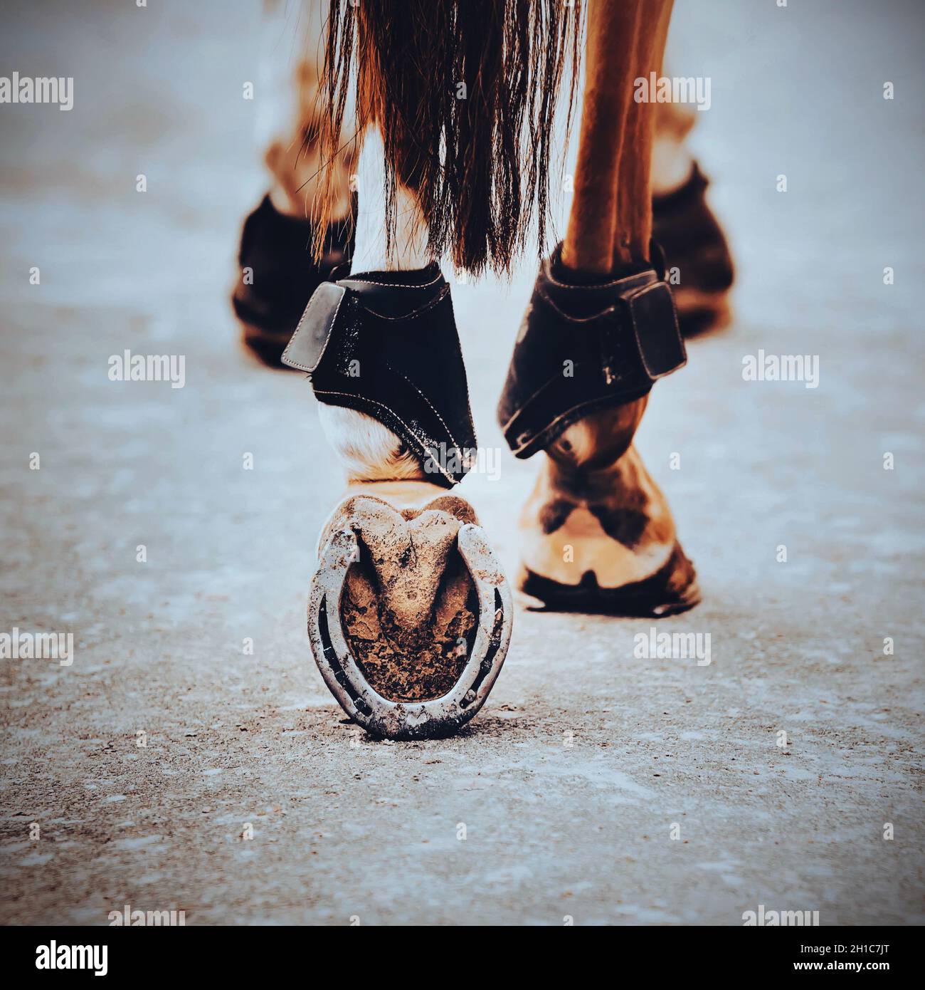 Eine Rückansicht eines Sauerampfer-Pferdes mit einem dunklen Schwanz, der auf einer staubigen Straße entlang geht und mit schrottenden Hufen darauf tritt. Nahaufnahme des Hufeisens aus Metall. Stockfoto