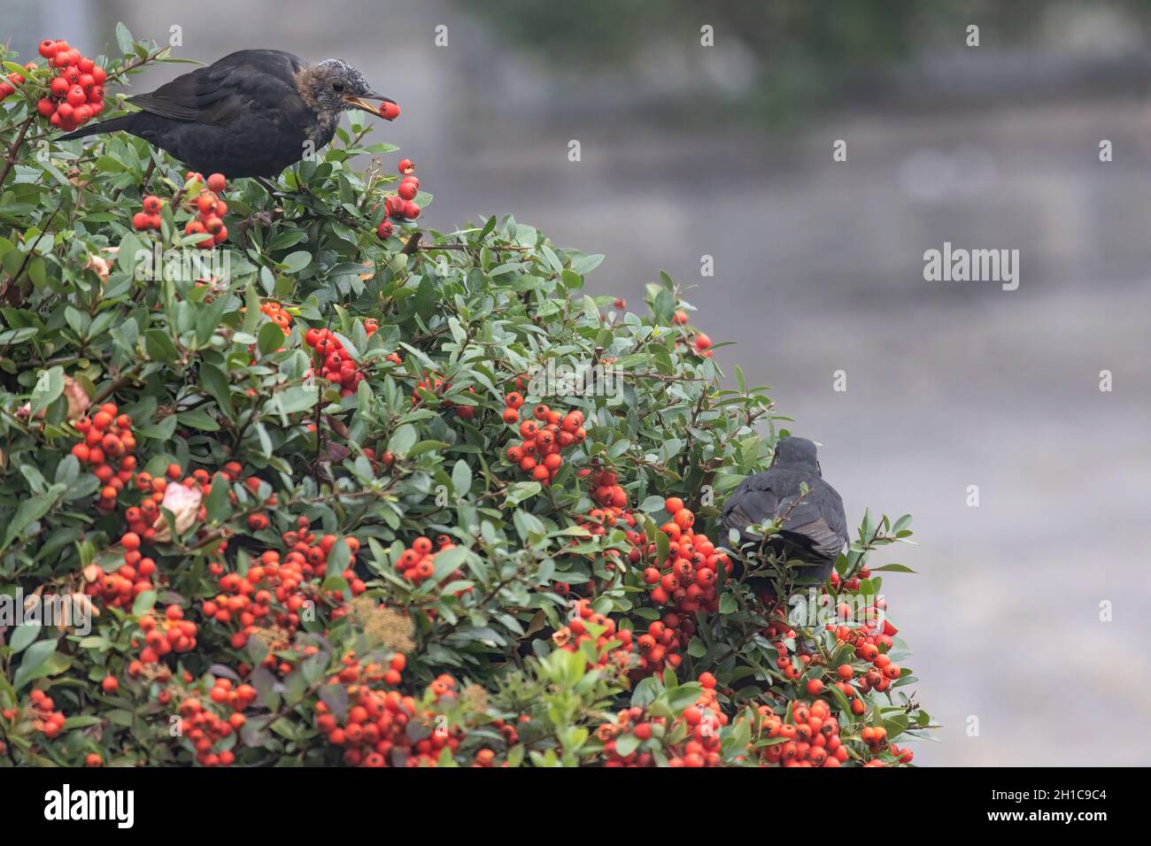 Flacher Fokus von Amseln, die auf einem Busch firethorn pflücken Stockfoto