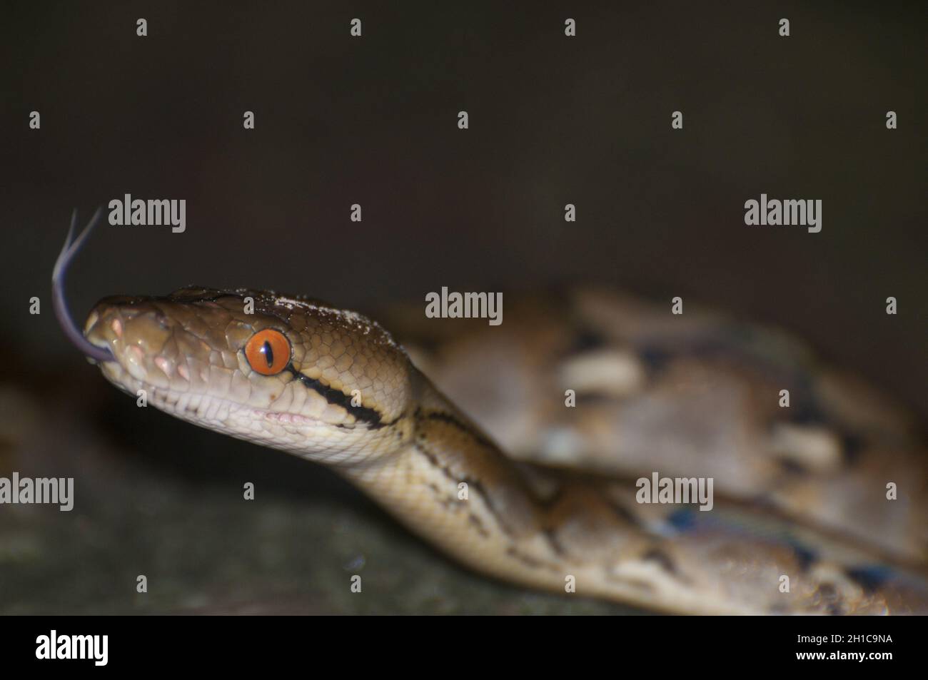 Nahaufnahme der retikulierten Python. Malayopython reticulatus. Kambodscha. Stockfoto