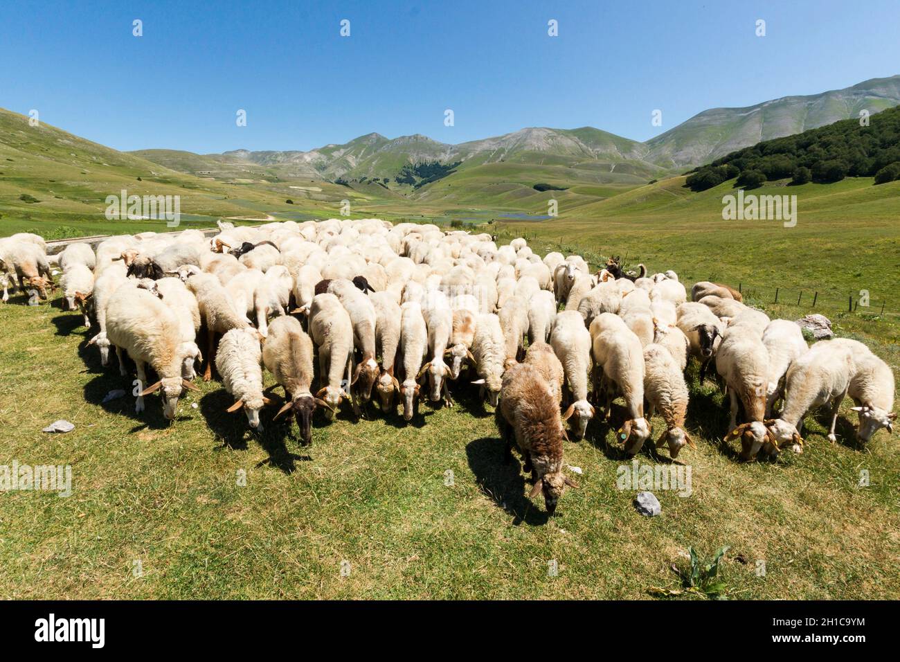 Schafsherde im Val Canatra, Landschaft, Castelluccio di Norcia, Umbrien, Italien, Europa Stockfoto