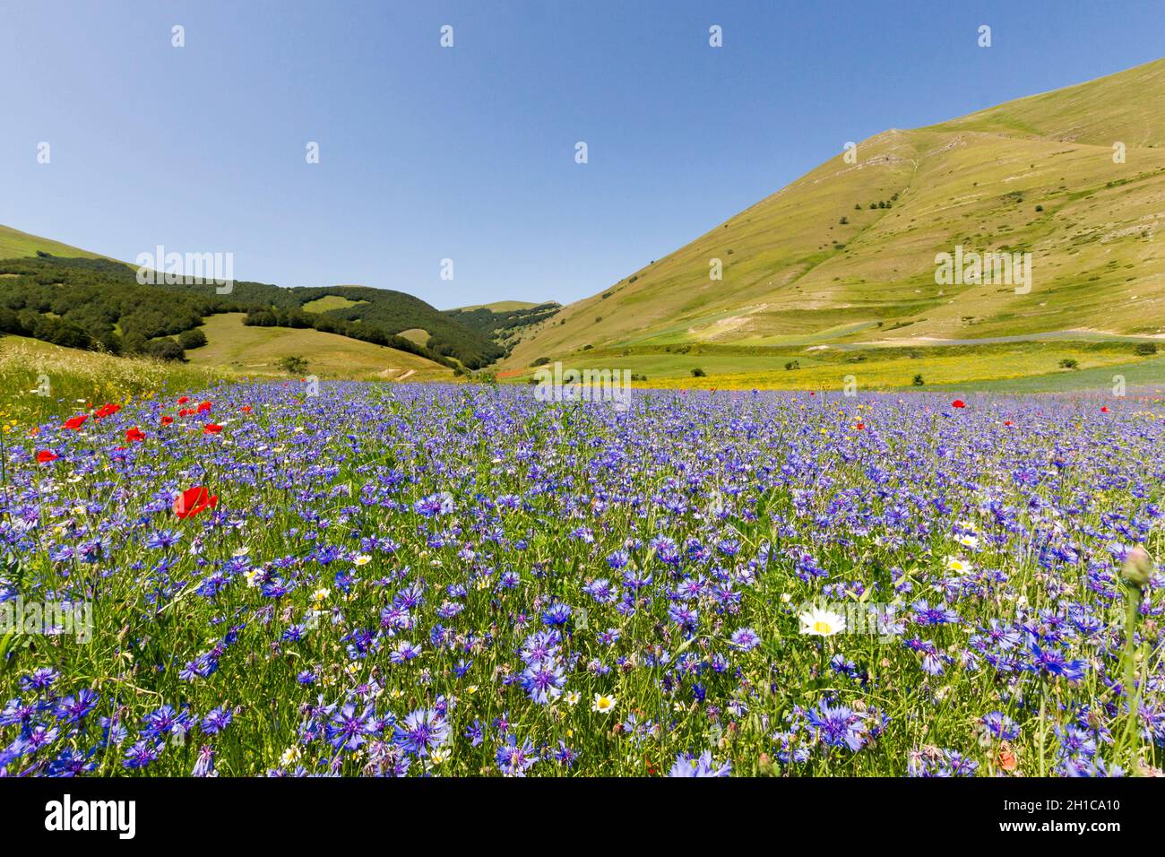 Sultane des Feldes in Val Canatra, Landschaft, Castelluccio di Norcia, Umbrien, Italien, Europa Stockfoto